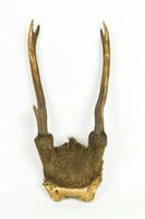 藏品:羚角標本的圖檔