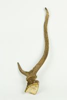 藏品:鹿角標本的圖檔