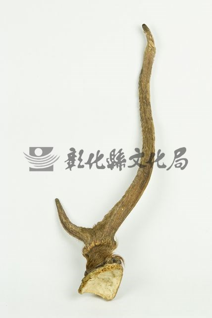 作品(鹿角標本)的圖檔，共2張