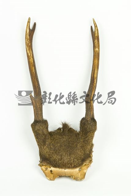 作品(羚角標本)的圖檔，共2張